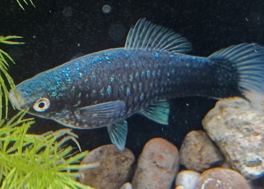 black swordtail